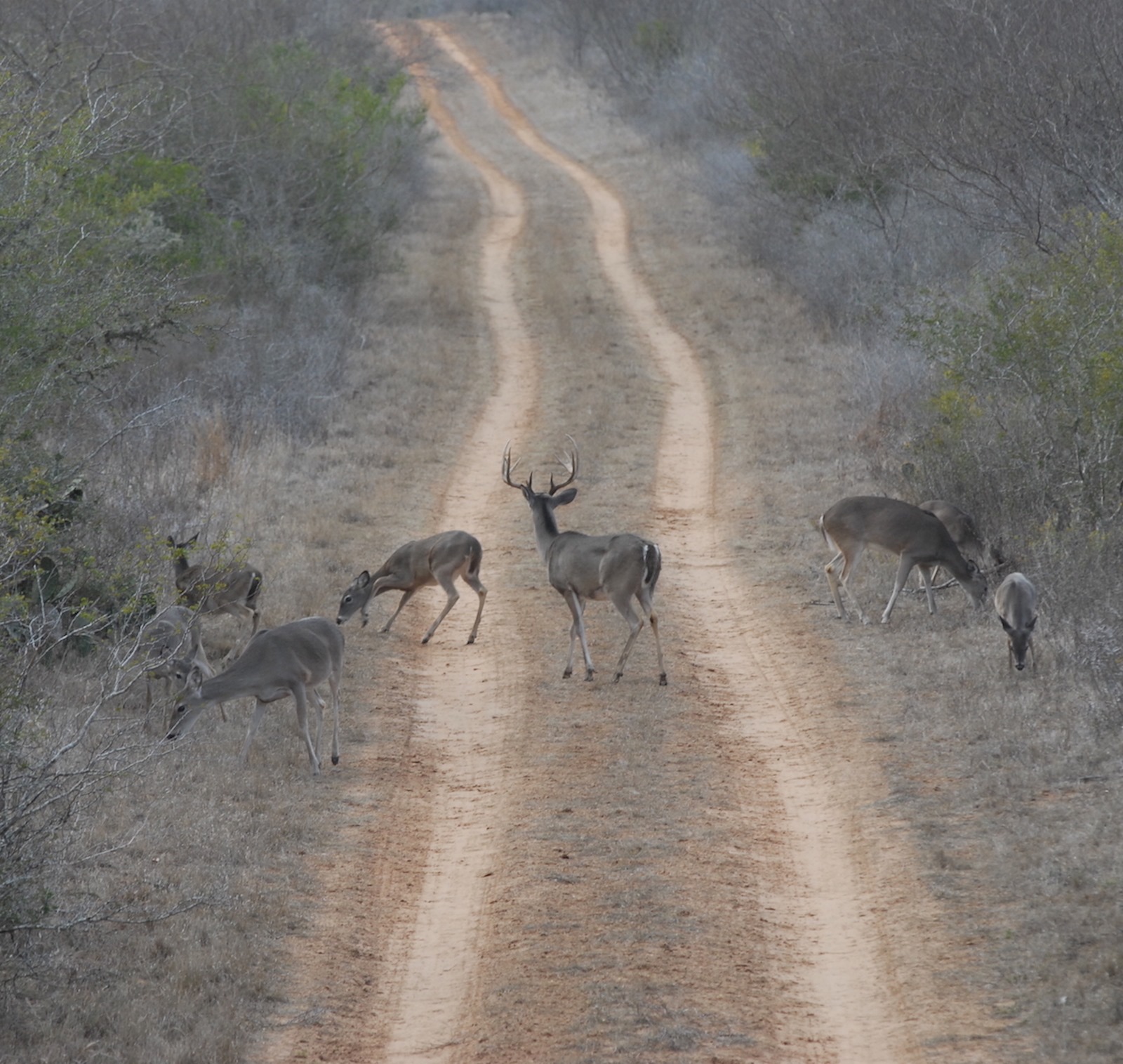 Outdoors: Texas Deer Season Important For Hunters, Landowners And Businesses