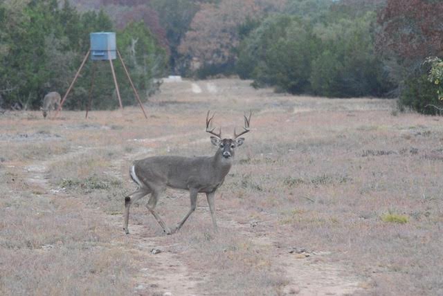 Border Patrol: Ranchers, Wildlife Managers can only Monitor For Screwworm