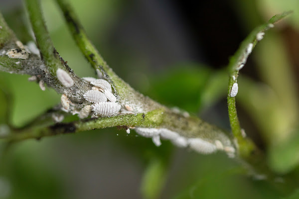 Virtual pesticide continuing education units program slated for March 6